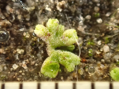 Riccia cavernosa