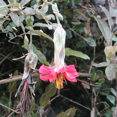 Mutisia clematis