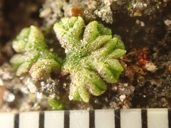 Riccia cavernosa