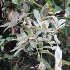 Mutisia clematis