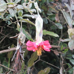 Mutisia clematis