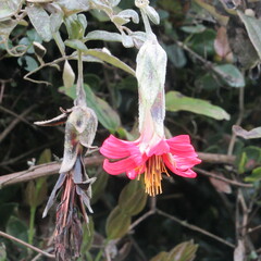 Mutisia clematis