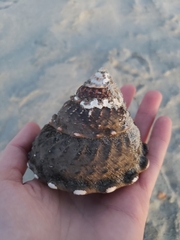 Megastraea undosa