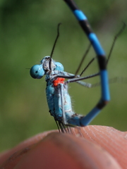 Arrenurus