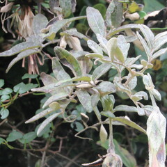 Mutisia clematis