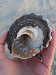 Megastraea undosa