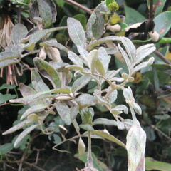 Mutisia clematis