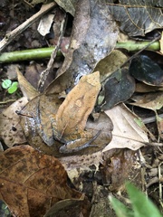 Physalaemus lateristriga