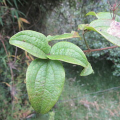 Clematis haenkeana