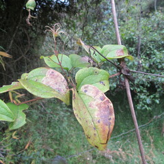 Clematis haenkeana