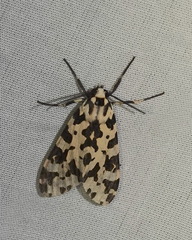 Eucereon consorta