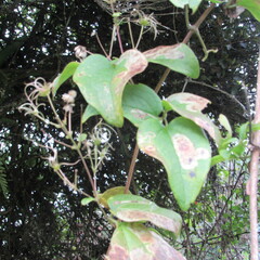 Clematis haenkeana