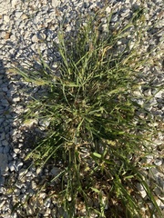 Cenchrus longispinus