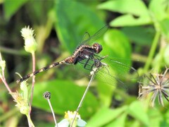Erythemis plebeja