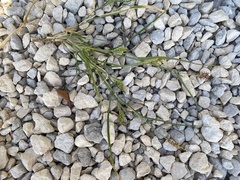 Cenchrus longispinus