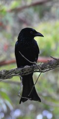Dicrurus bracteatus