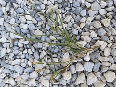 Cenchrus longispinus