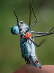 Arrenurus