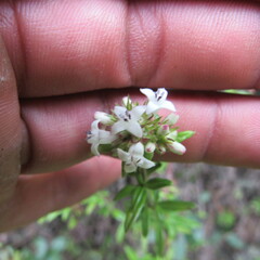 Galianthe bogotensis