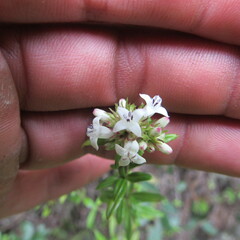 Galianthe bogotensis