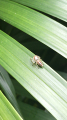 Opisthoncus polyphemus