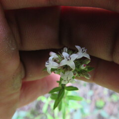 Galianthe bogotensis
