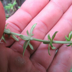 Galianthe bogotensis