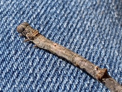 Biston betularia