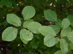Cotinus obovatus