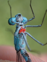 Arrenurus