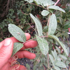 Mutisia clematis