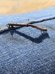 Biston betularia