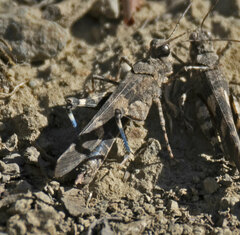 Trimerotropis fontana