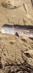 Phasianella australis