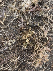 Gentiana squarrosa