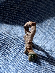 Biston betularia