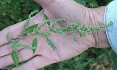 Chenopodium