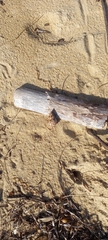 Phasianella australis