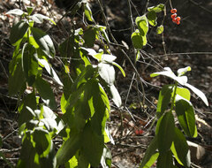 Euonymus fortunei