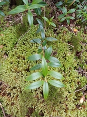 Metrosideros umbellata