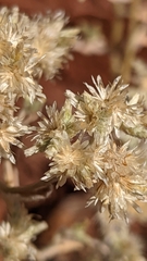 Pseudognaphalium canescens