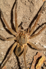 Lycosoidea