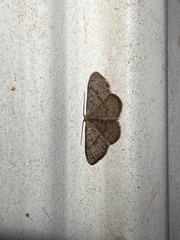 Leptostales pannaria