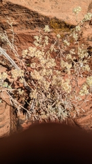 Pseudognaphalium canescens