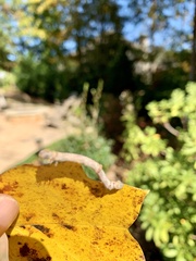 Biston betularia