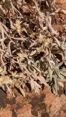 Pseudognaphalium canescens