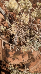 Pseudognaphalium canescens