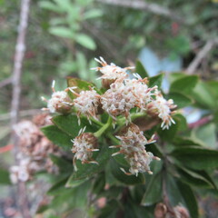 Baccharis prunifolia