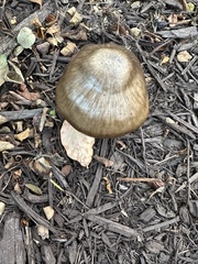 Megacollybia