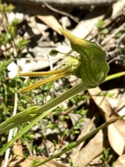 Pterostylis unicornis